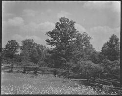 Daisy field and rail fence, horizontal