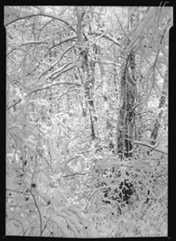 Sycamores in snow, near Howard Reed's