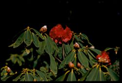 Deep red rhododendron Strybing Arboretum EK C1