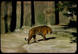 Tiger S.F. Zoo