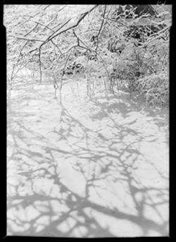 Snow shadows under plum tree, studio backyard