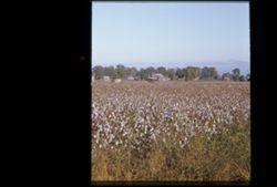 Cotton Field Bolivar Co. Miss. Early Morning