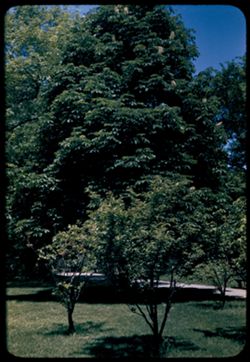 Sunday in late May 1944 on Jackson Park's Wooded Island near Japanese bldgs. Big tree is horse chestnut