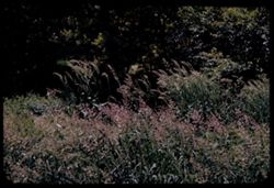Plumes grass in wind. Arboretum E.