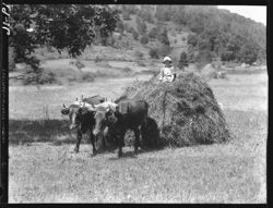 Series of shots in North Carolina, 1934--Mrs. Marmon, steers and cart, bootleggers, etc.