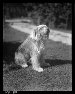 Curry Bohm's dog, 1945