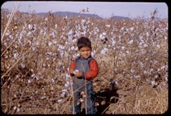Little boy is with his mama who is picking cotton along Nogales Hwy 12 mi. so. of Tucson.