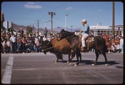 Buffalo with escort in Tucson's Rodeo Parade