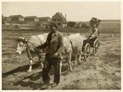 Farmer leading plodding oxen