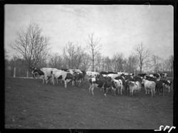 Cattle at Sowder's
