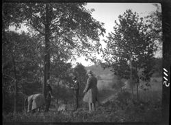 Gathering persimmons at farm--Clarence Nichols, etc.