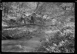 Anderson and Carpenter crossing Raccoon Creek on tree