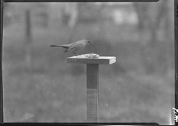 Catbird at feeding board
