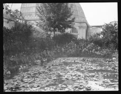Water lilies