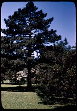 Big pine and cherries  Old Singer estate, Lemont. [Singer + Logan Sts.]