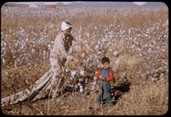 Cotton picker and her little son along Nogales Hwy 12 mi. south of Tucson.