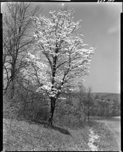Dogwood tree in bloom near riding stables, State Park (orig. neg.)