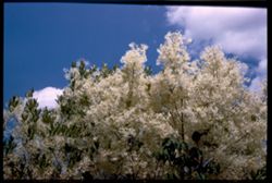 White Fringe Tree. Chionanthus Virginicus Cushman
