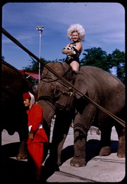 Miss Unus and Ringling elephant