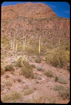 Sahuaros on a rock-topped mountain south of Sells.  Arizona.