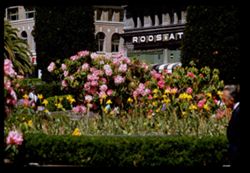 Union Square Rhododendron show