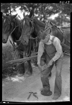 Repairing horse's hoof, along road to Owensboro