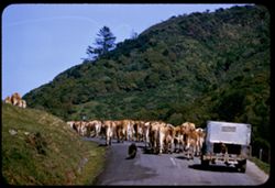 Dairy herd  Marin county Salmon Creek road R