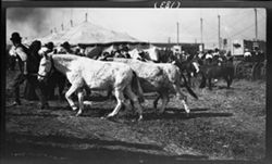 Mules, Hagenbeck-Wallace Circus, Show grounds, May 7, 1911, 4 p.m