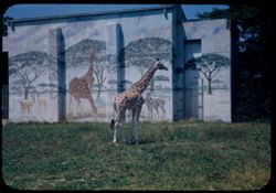 Masai Giraffe Brookfield