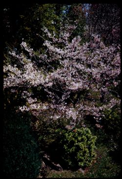 Blooming Cherry Japanese Tea Garden Golden Gate Park S.F.
