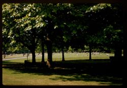 Green Park on summer afternoon
