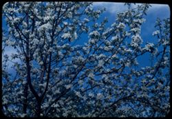 Pear blossoms, Arboretum