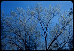 Buds at tops of Oak trees. Morton Arboretum. W.