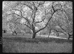 Apple tree in bloom, Kinnear's