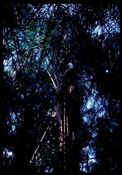 Men climbing raffia palm