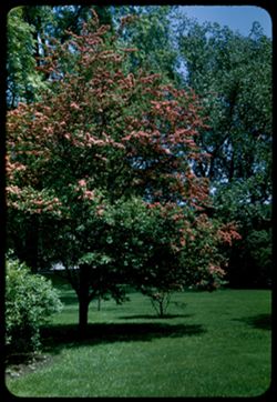 Paul Scarlet Hawthorn Lilly yard- 5801 Kenw'd. Crataegus Oxyaeanthus