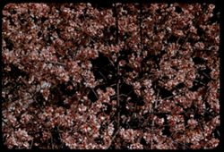 Spring blossoms at Sunol, California