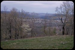 Dogwood in an Ozark panorama near Branson, Taney county, Mo.