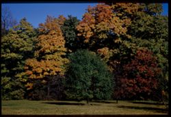 Massed Fall colore Arboretum - East