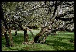 Live-oak grove near Nicasio Marin County