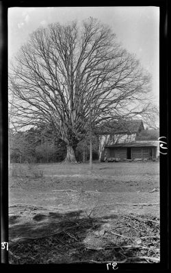 White oak tree, full size, Battle Ground near Greensboro, N.C., April 1906, about noon