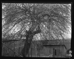 92-year-old apple tree, Stine's yard, Gosport