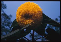 Biggest double sunflower Jackson Pk. Chgo.