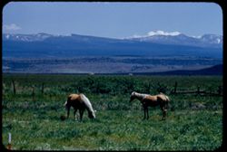 Blond horses 3.3 mi. south of Alturas  Modoc County Calif