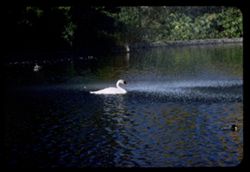 White swan of Palace of Fine Arts takes early morning shower bath