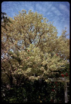 White-leaved tree Sonoma, Calif.
