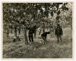 Farm workers in a vineyard