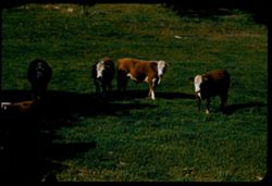 Easter Hereford steers near Camp Seco