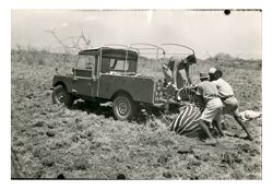 Men load animal carcasses onto truck