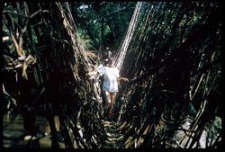 Kolahun monkey bridge